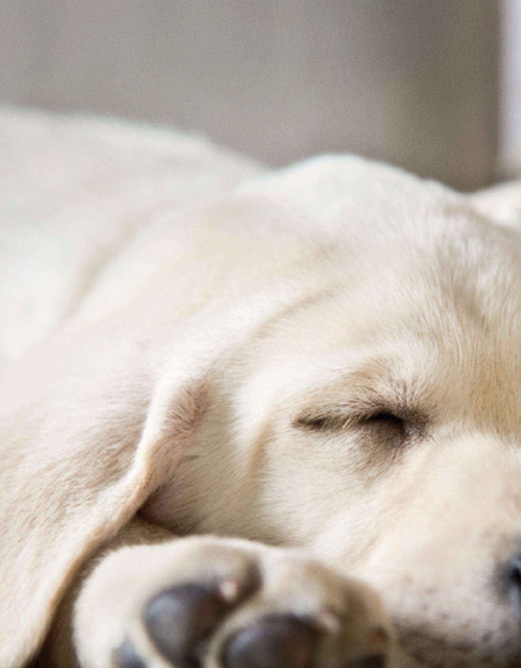 Cane che dorme