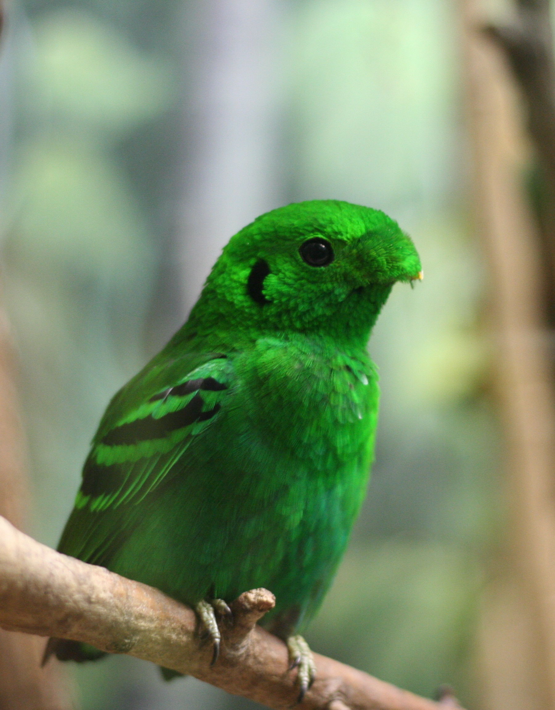 Close-up of Green Bird