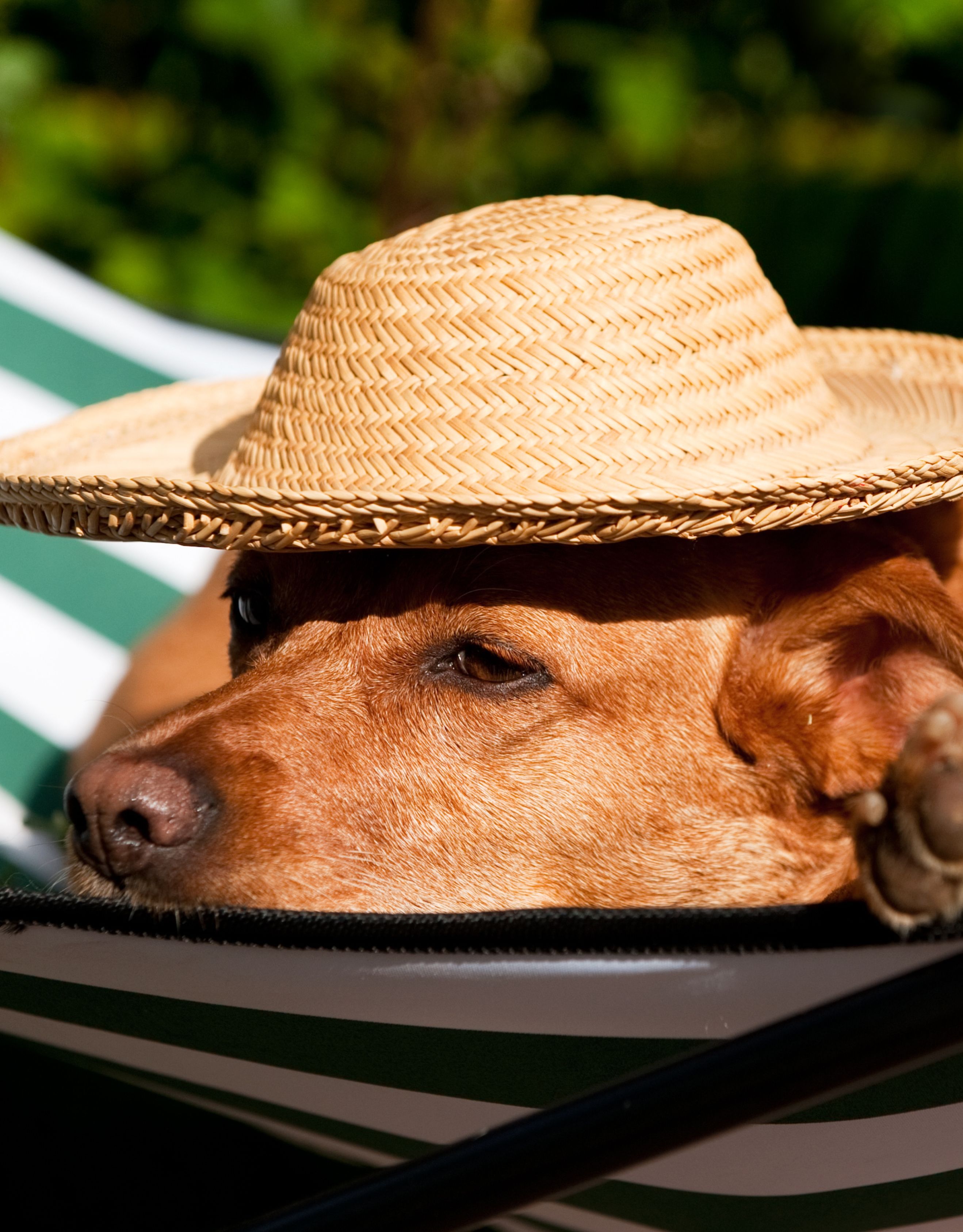 close-up of a brown dog, possibly a Golden Retriever, lying in a white and green striped hammock with a straw hat on its head
