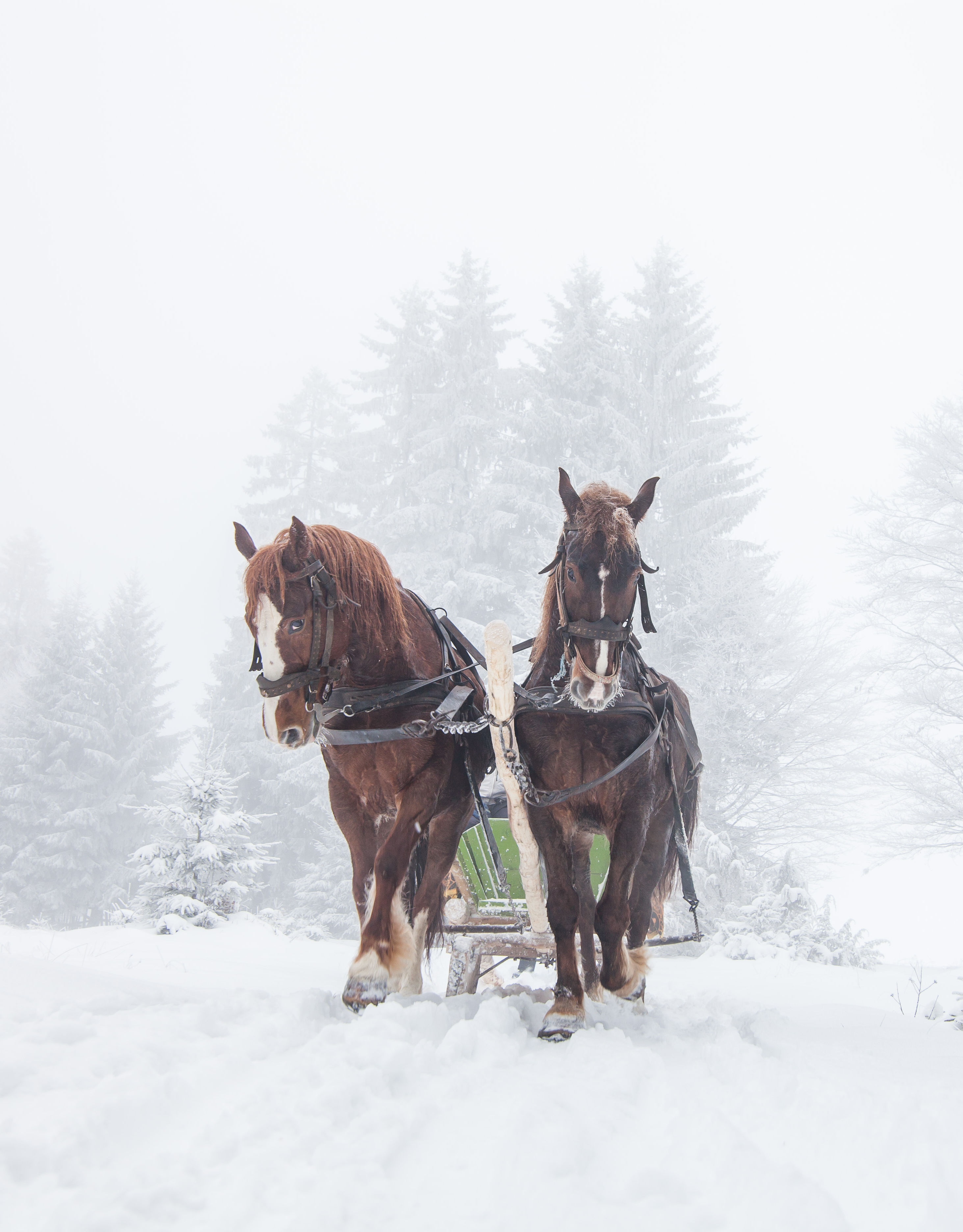 Horses in snow landscape