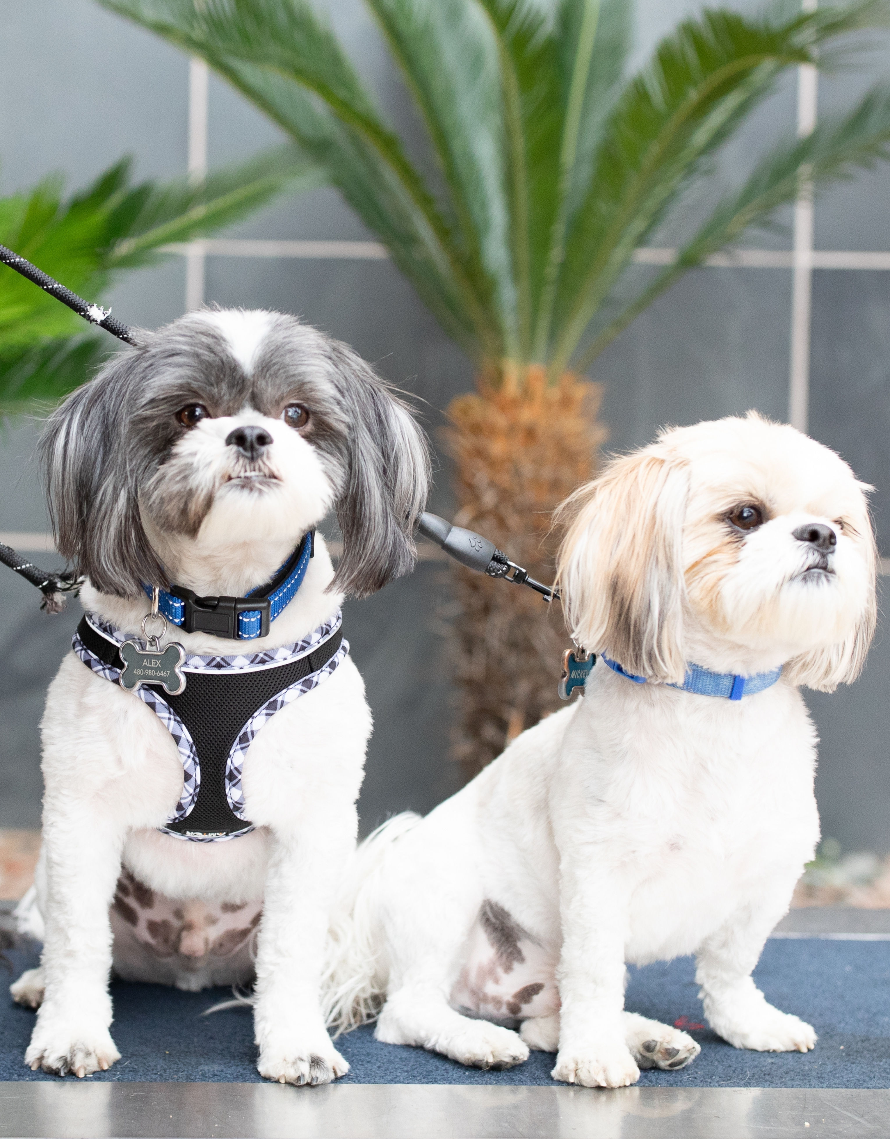 Dogs on Luggage Cart
