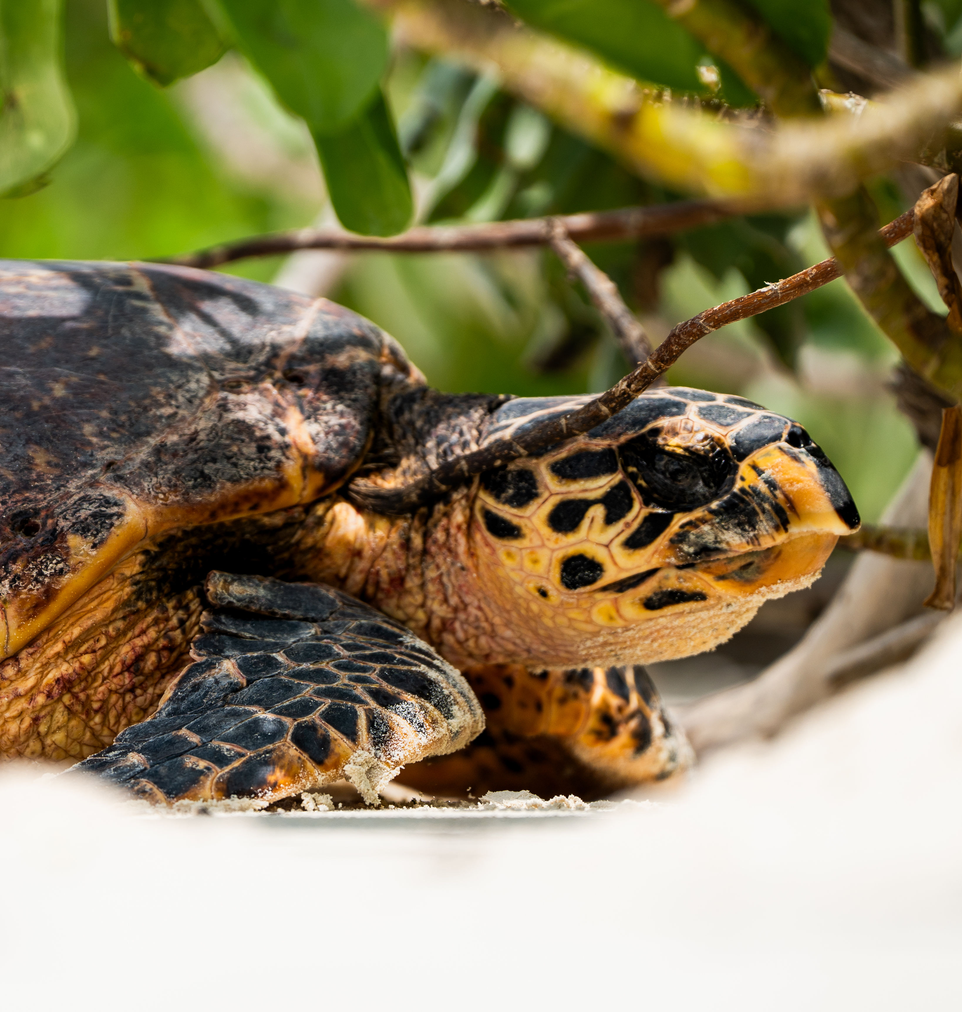 منظر قريب لسلحفاة على الشاطئ