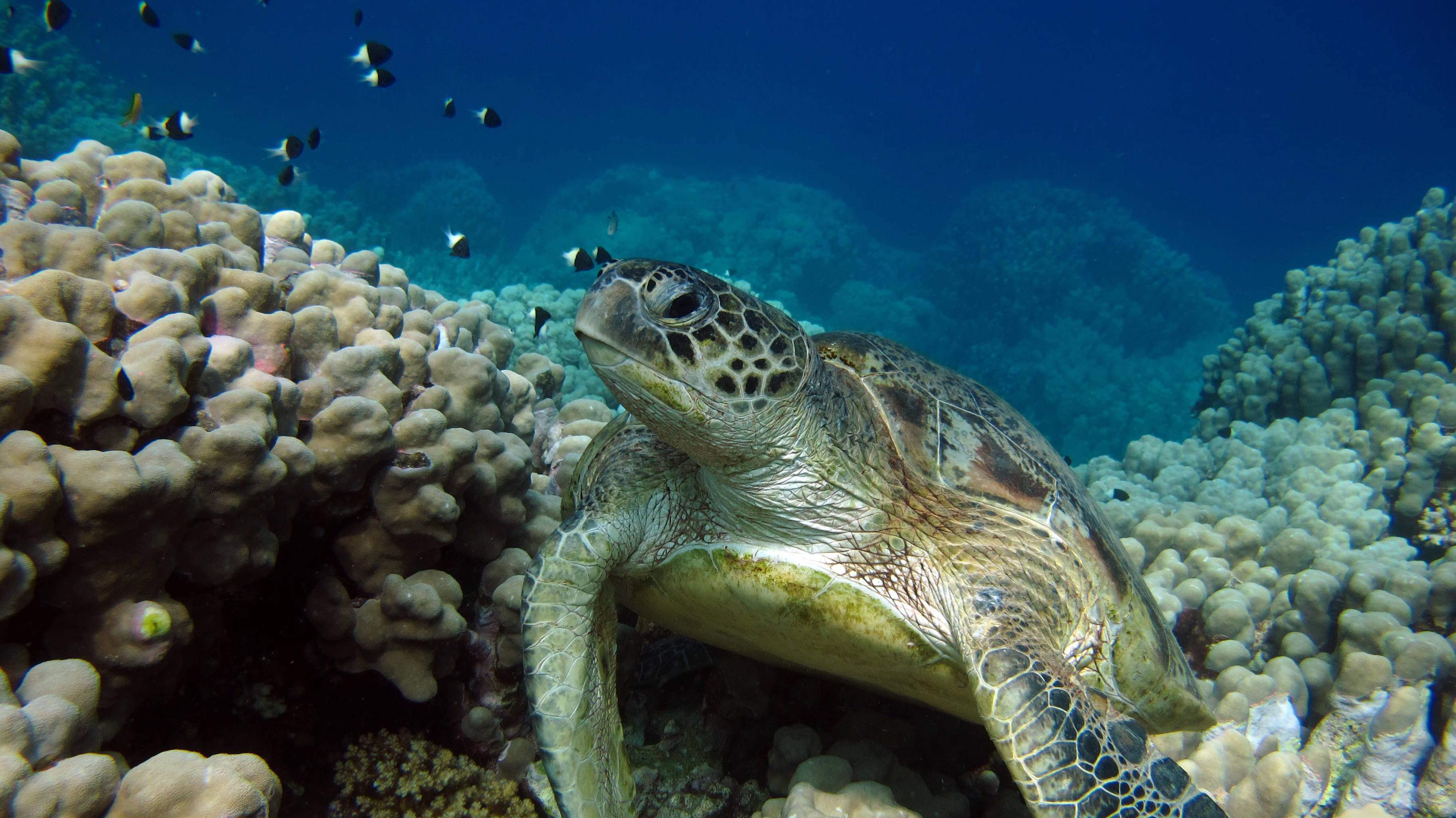 Sea turtle swimming through a coral reef
