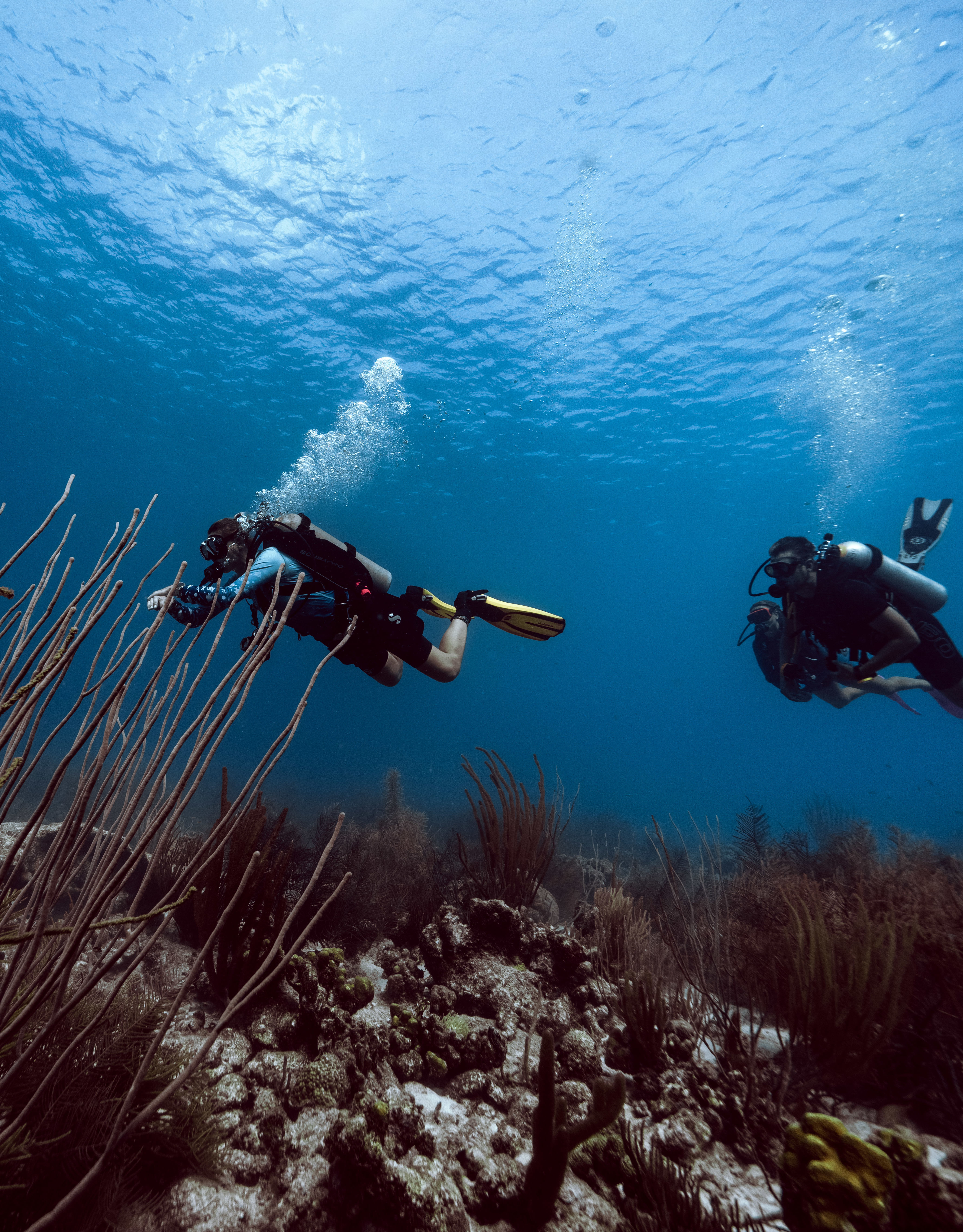 People Diving