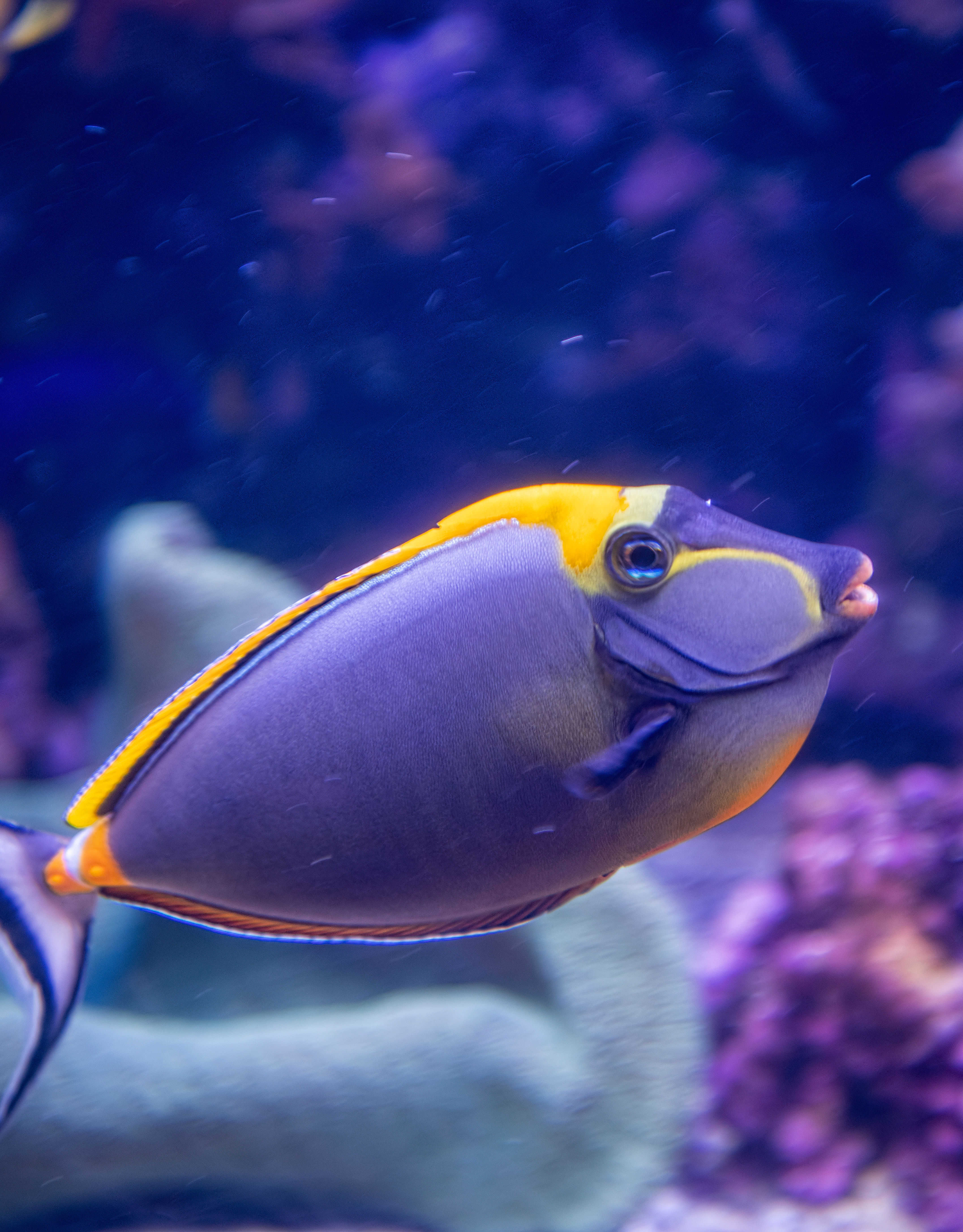 Close-up of tropical fish