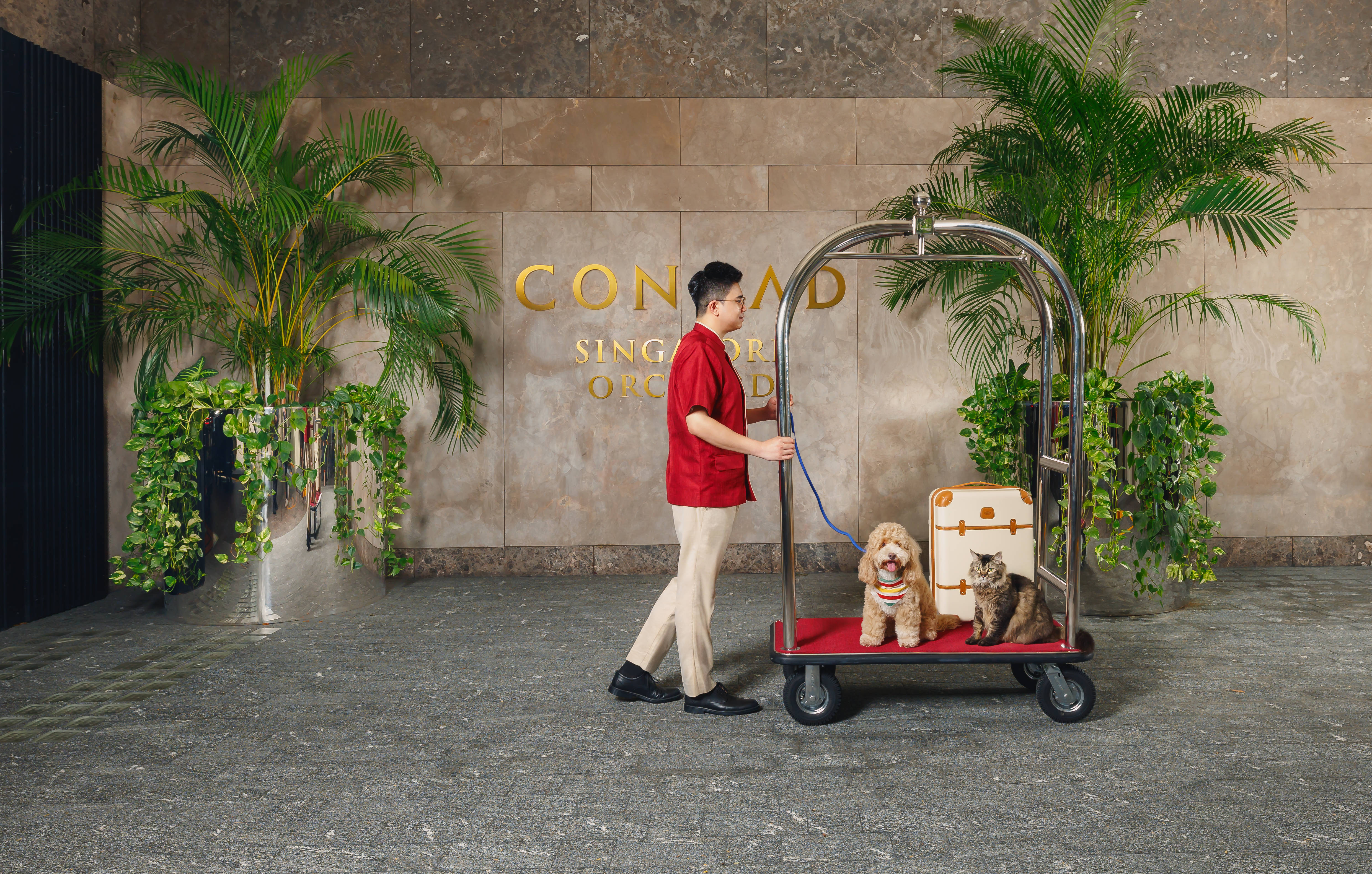 Mascota botones llevando un perro y un gato al hotel Conrad Singapore Orchard