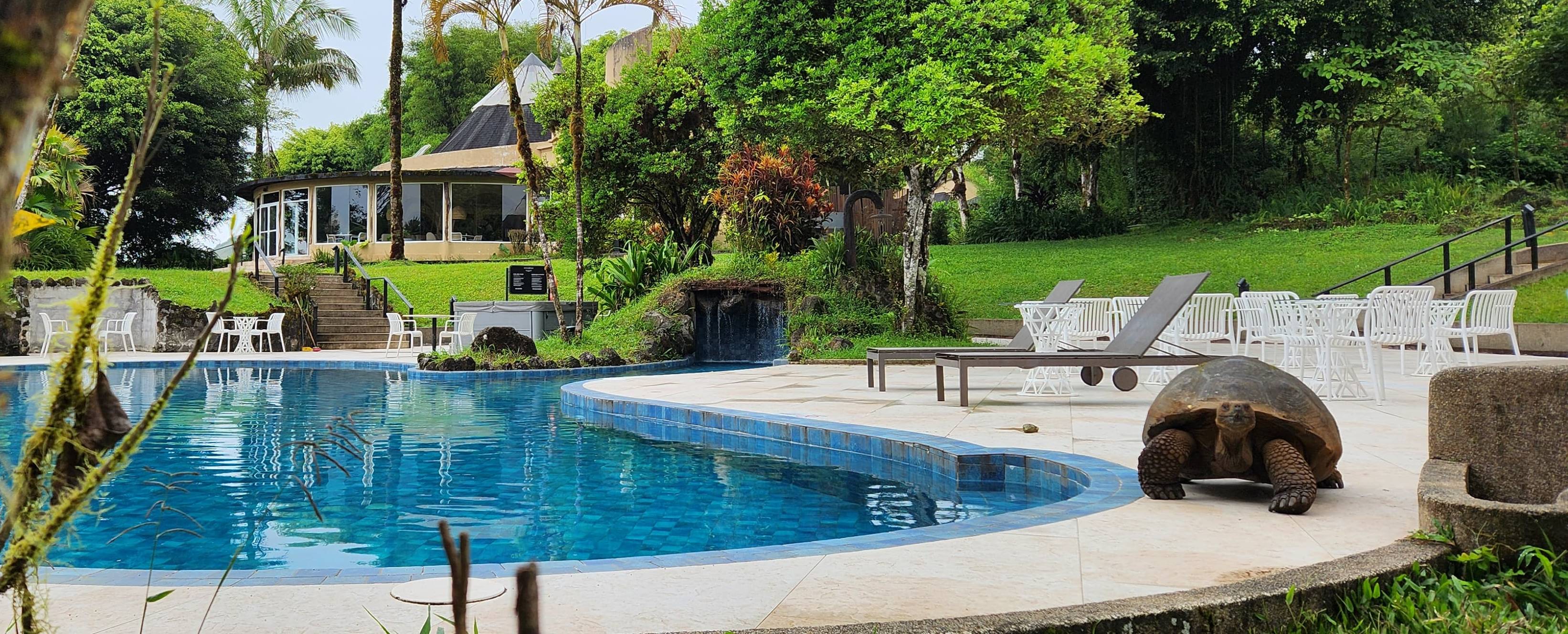 A Galapagos Tortoise walking by a pool on the hotel grounds