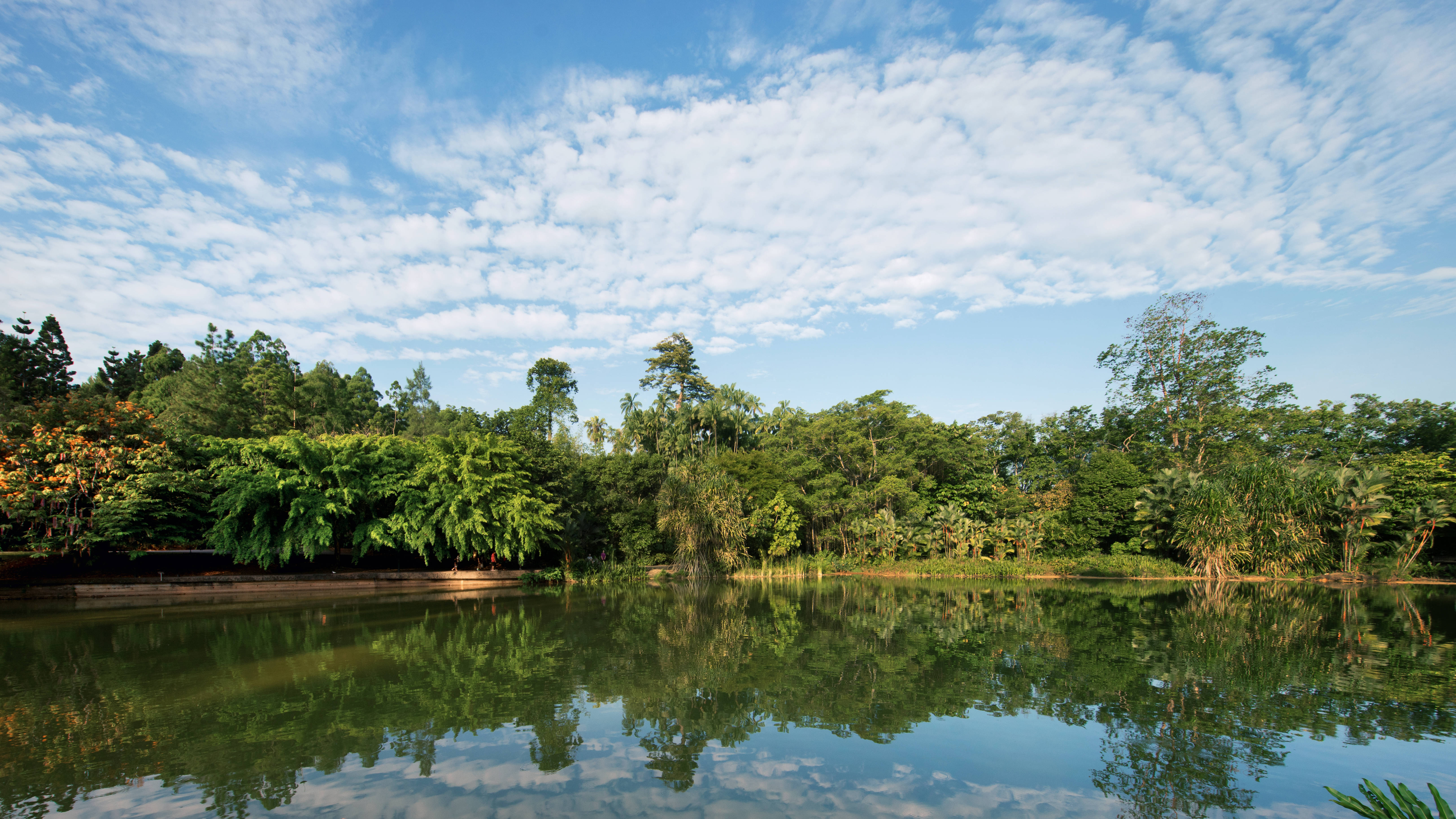Trzon wody z drzewami i panoramą