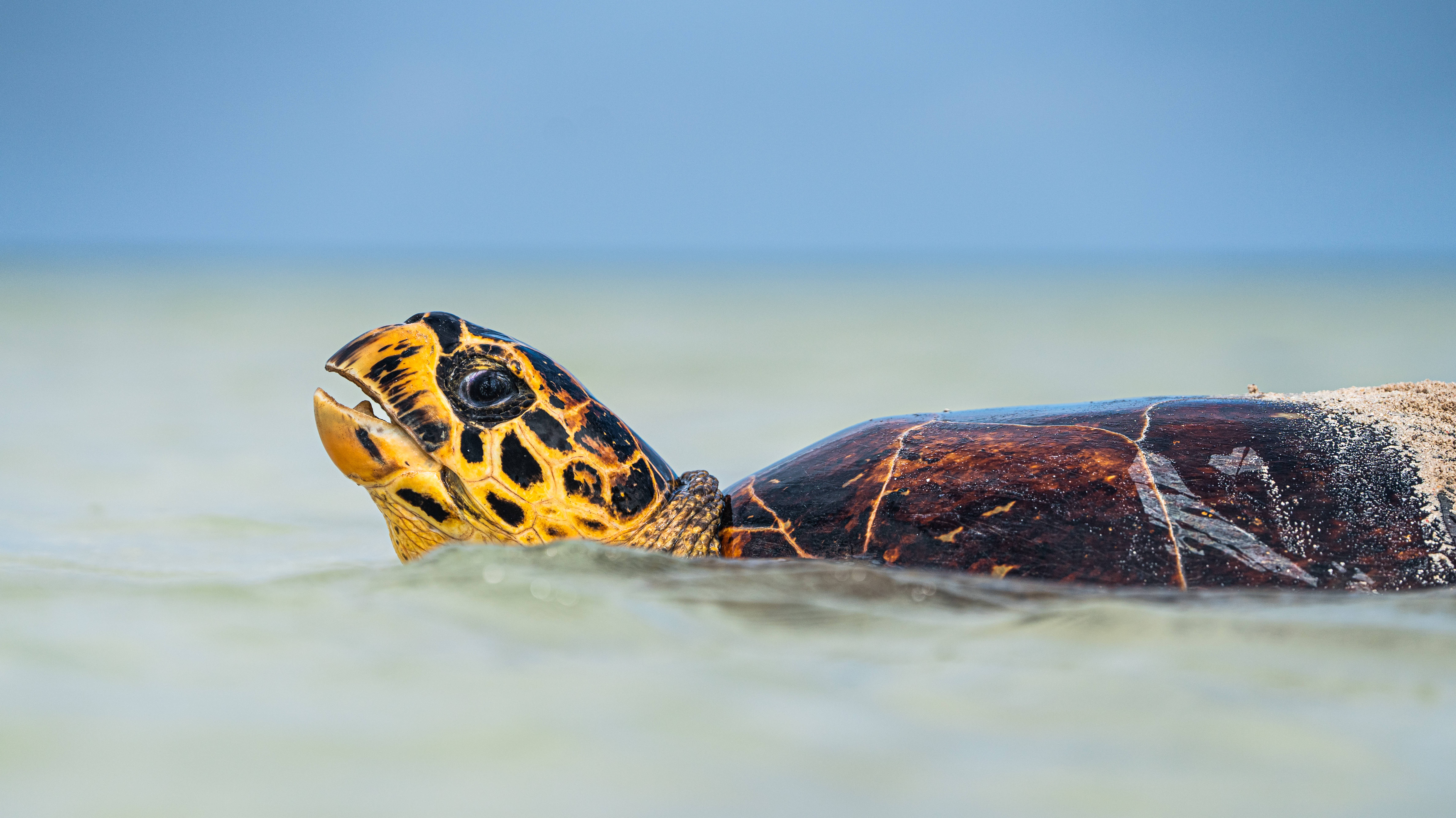 سلحفاة في الماء