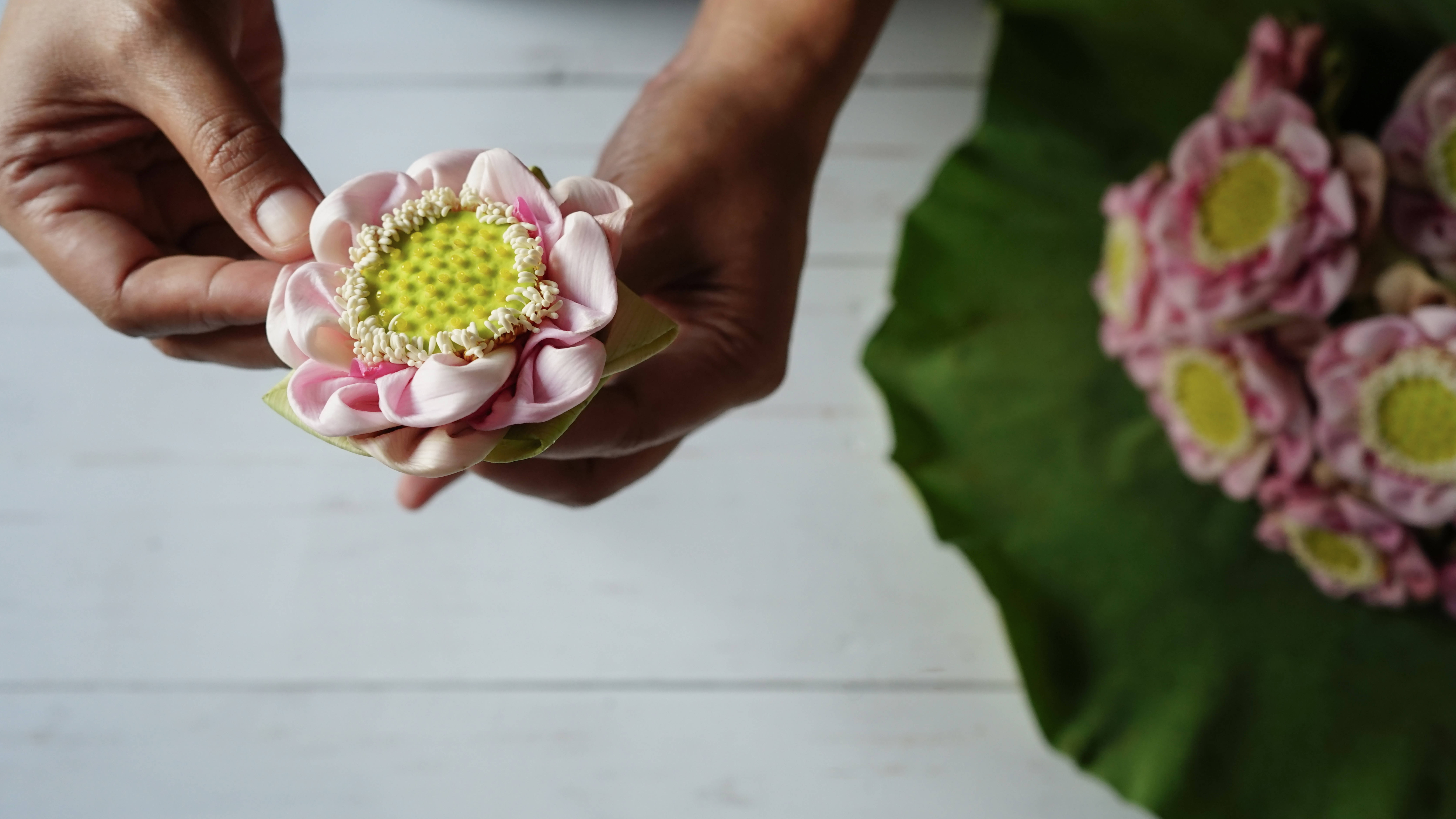 Hand Holding a Flower