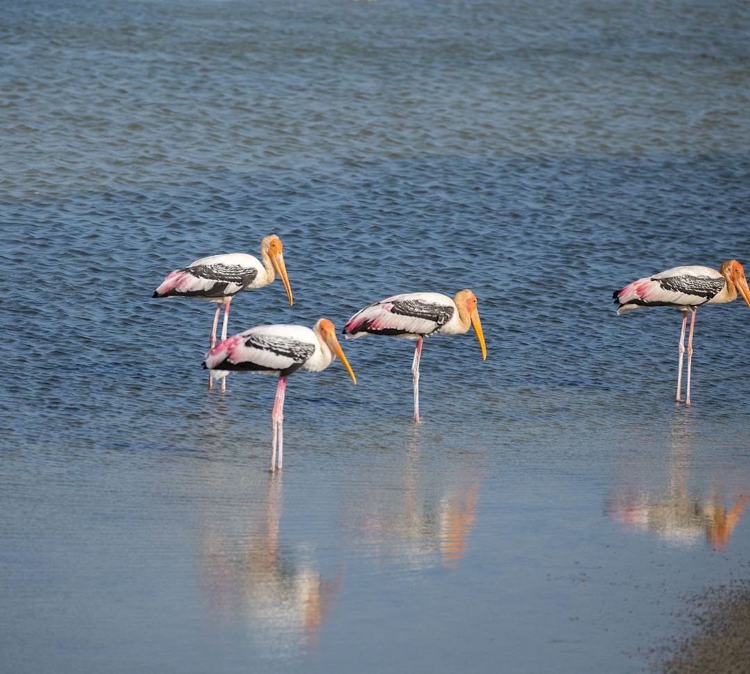 Painted storks standing in water