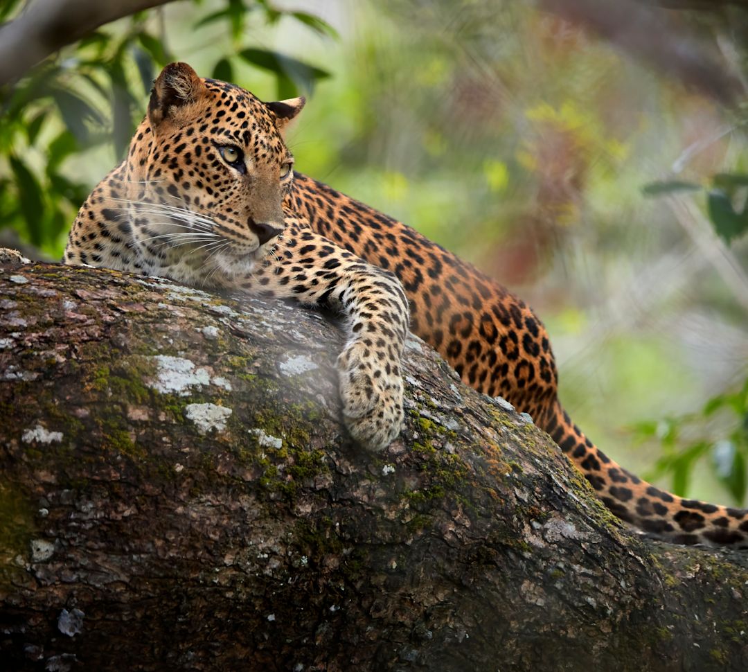 Cheetah lying on a tree branch