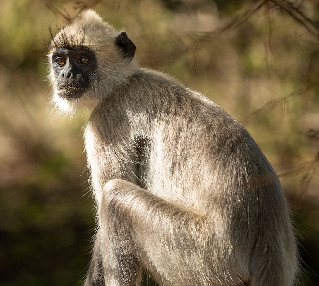 Closeup of a monkey sitting on a rock