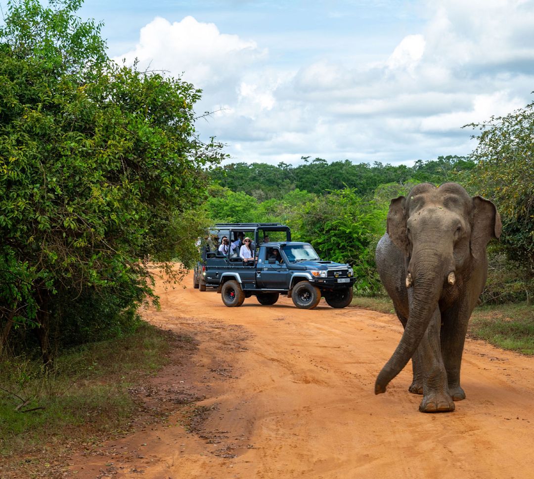 Elephant walking along dirt road with tourist in vehicle watching