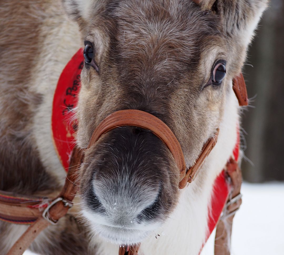 Close View of a Reindeer
