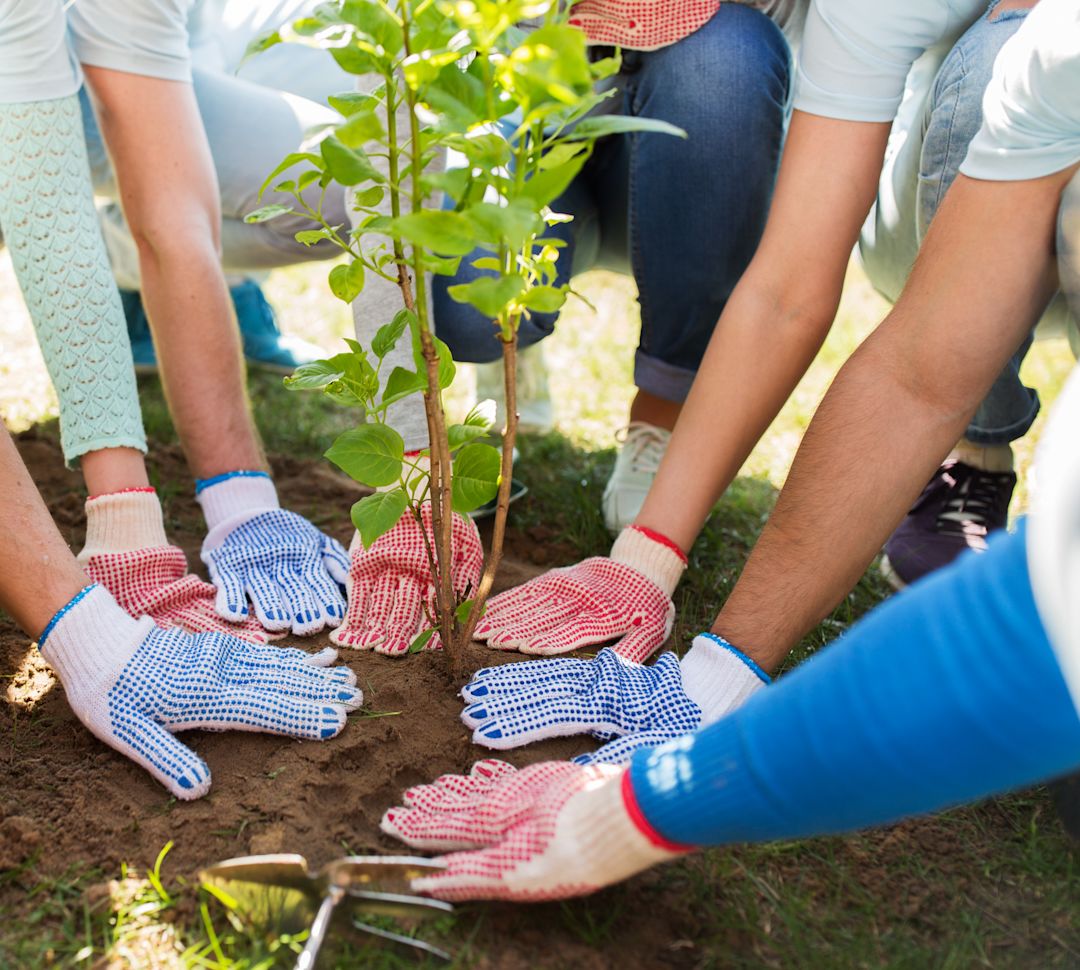 A Group of People Planting a Tree