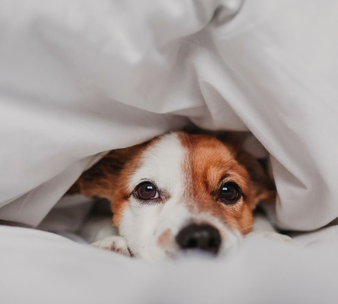 Closeup of a small dog under bed covers