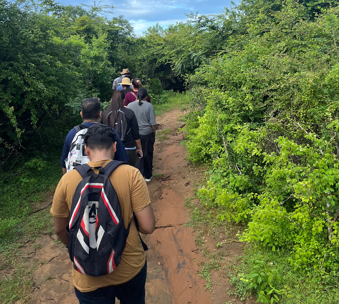 People walking through trees on a guided bush walk