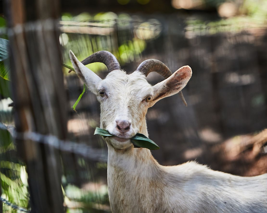 Ziegenessen – Übergang