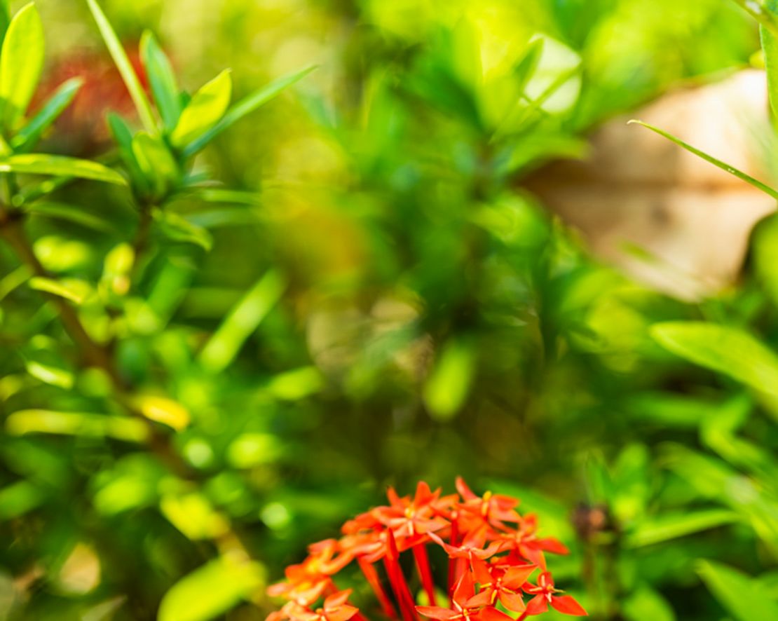 Detail of a Plant with Small Red Flowers-transition