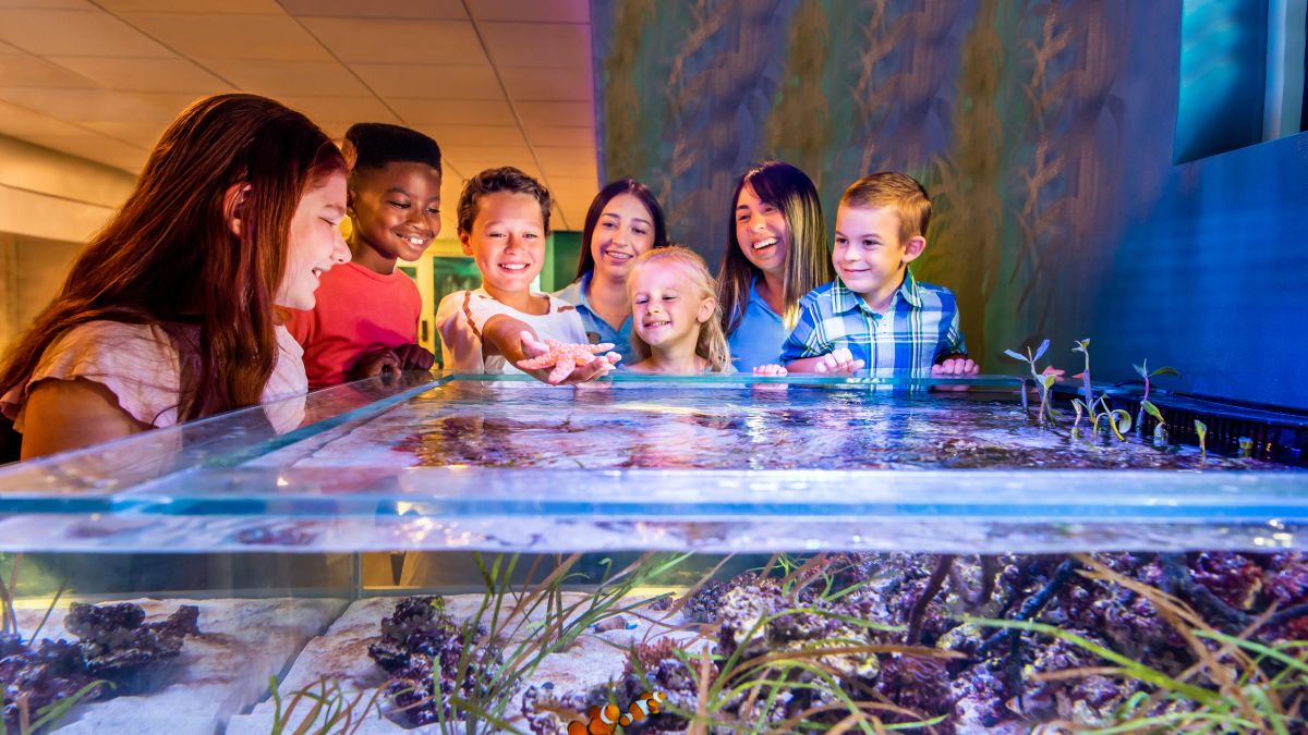 Kids Looking At Starfish Tank