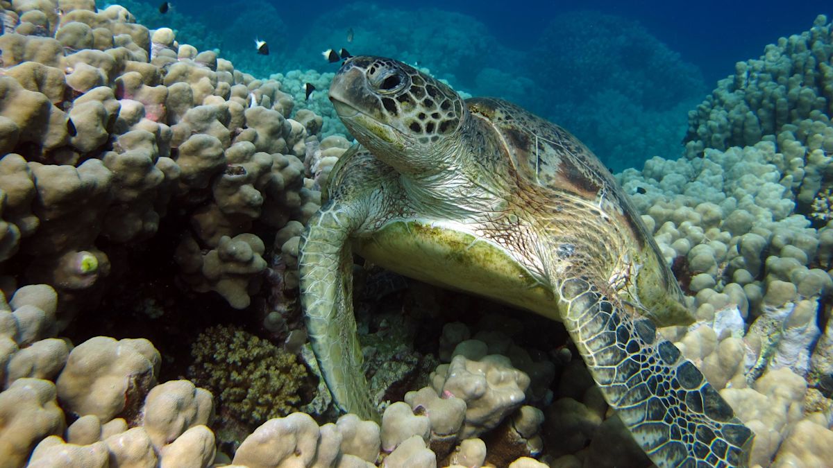 Sea turtle swimming through a coral reef