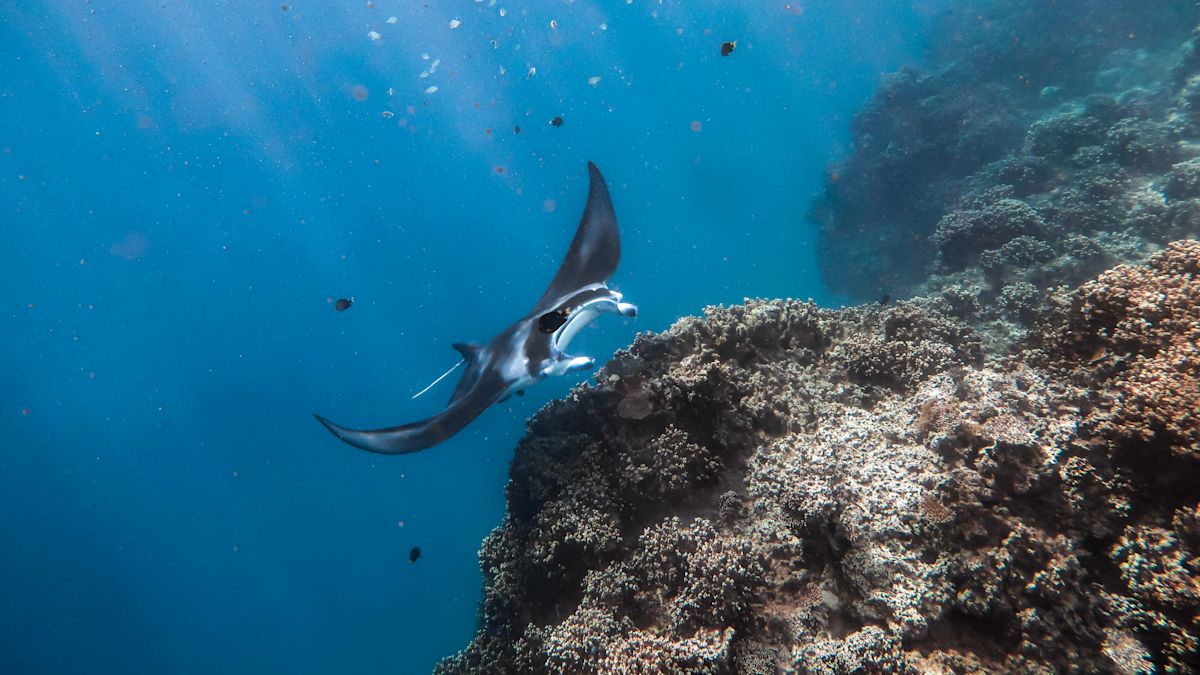 Manta ray plavání poblíž korálového útesu