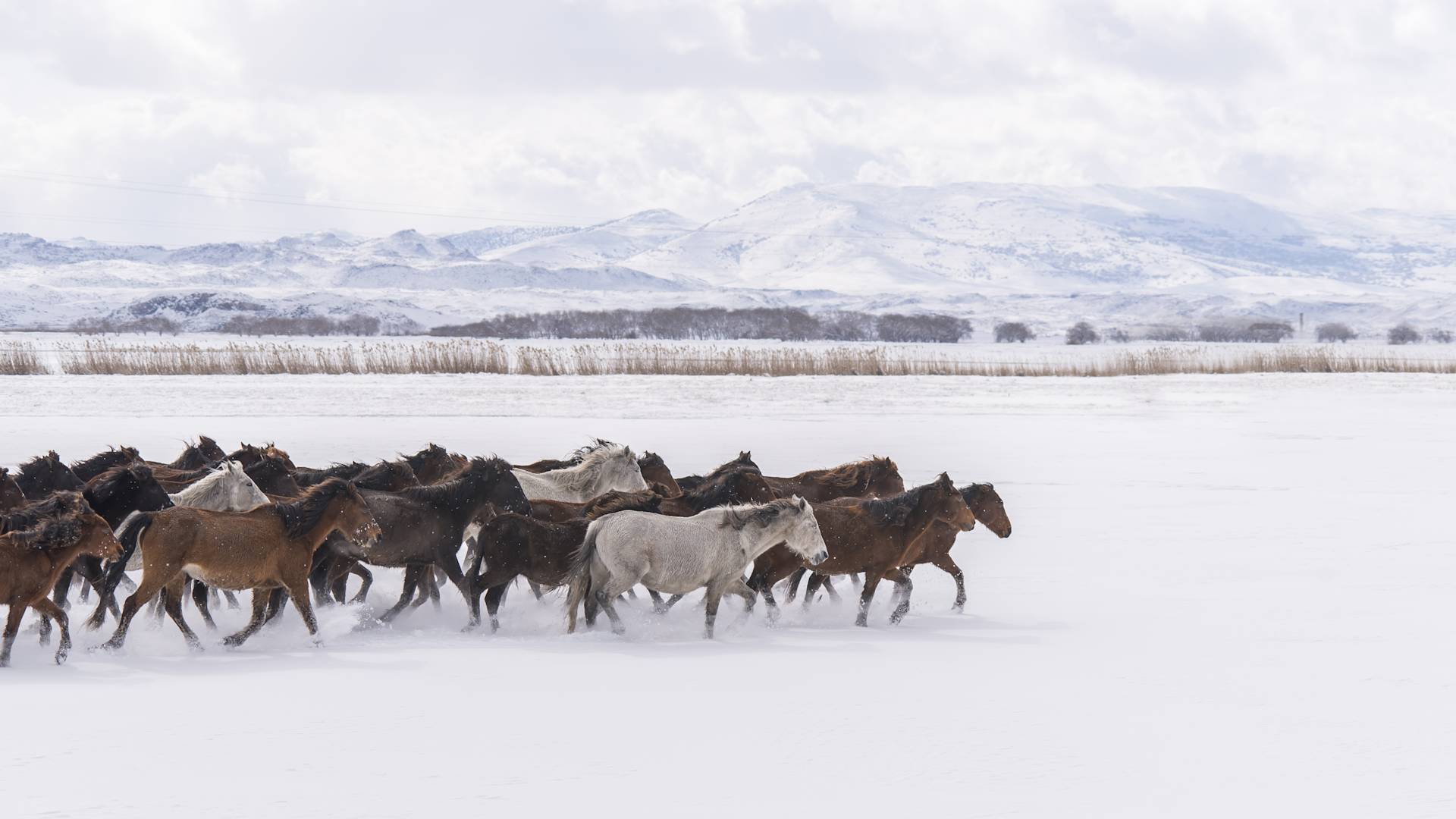 Koně běžící zasněženou krajinou