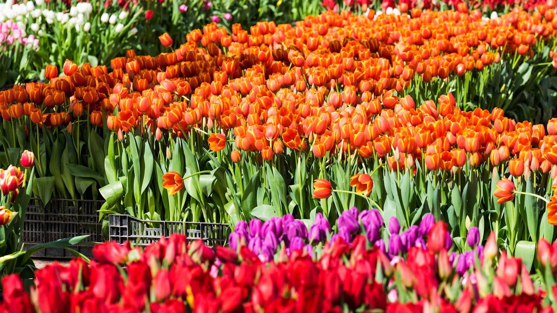 A Large Field with Colorful Tulips