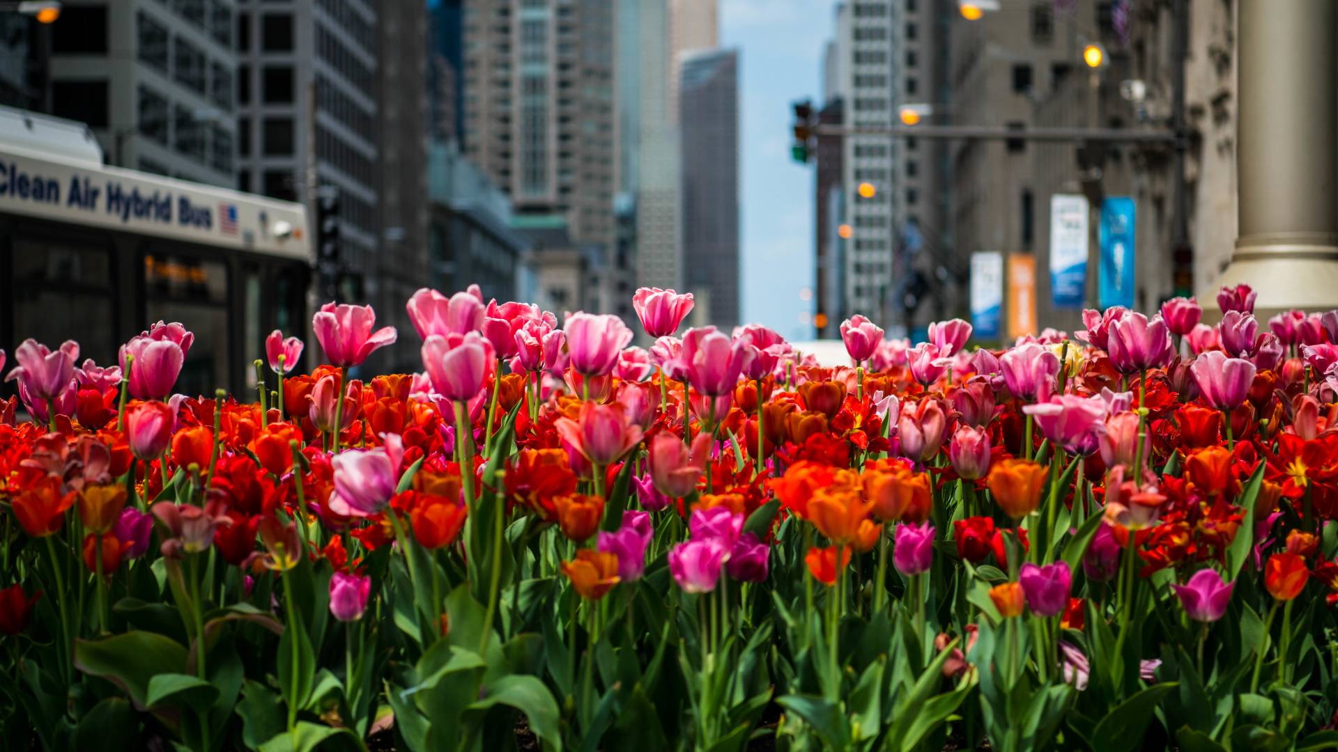 bloeiende tulpen, stadsgebouwen op de achtergrond