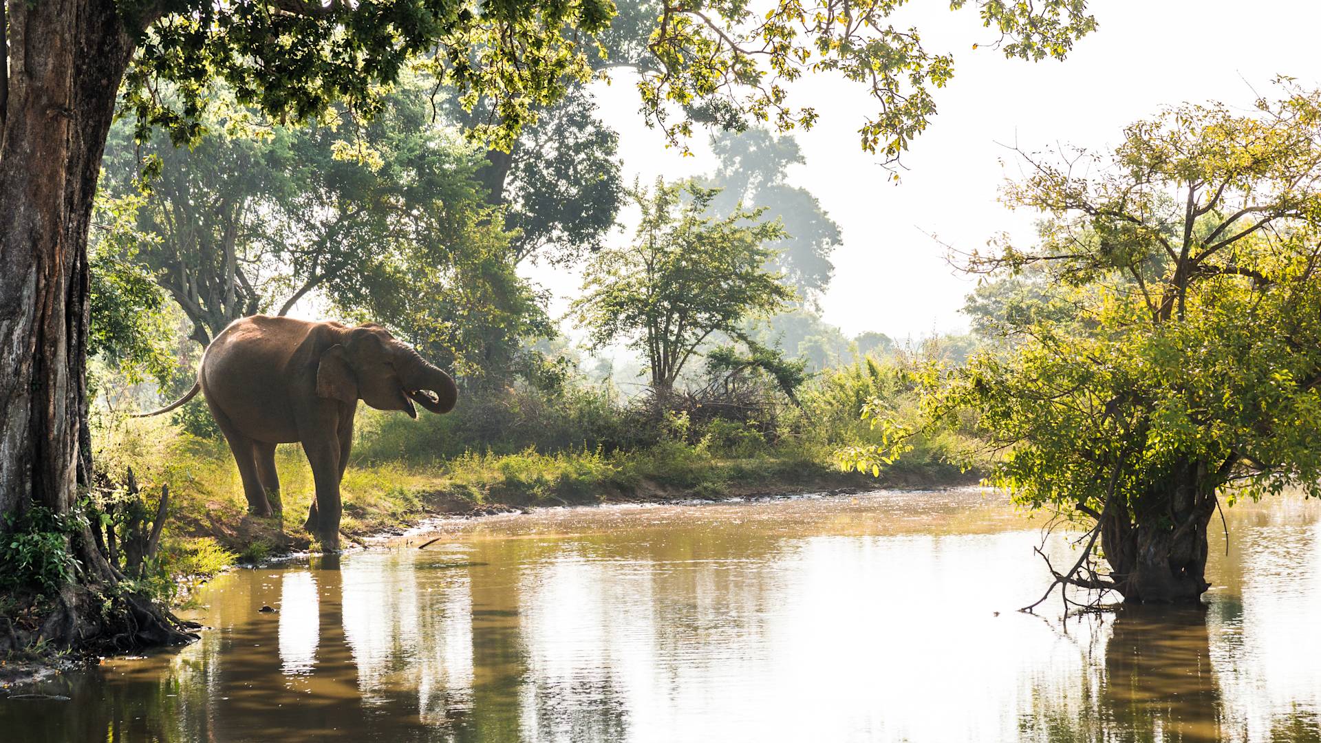 Elephant drinking water