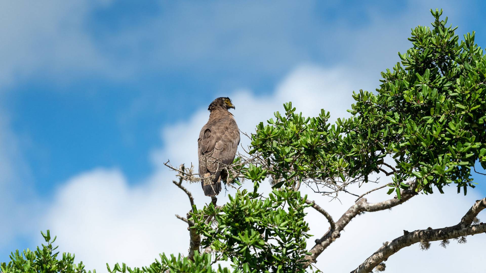 Closeup of buzzard resting on branch in treetop