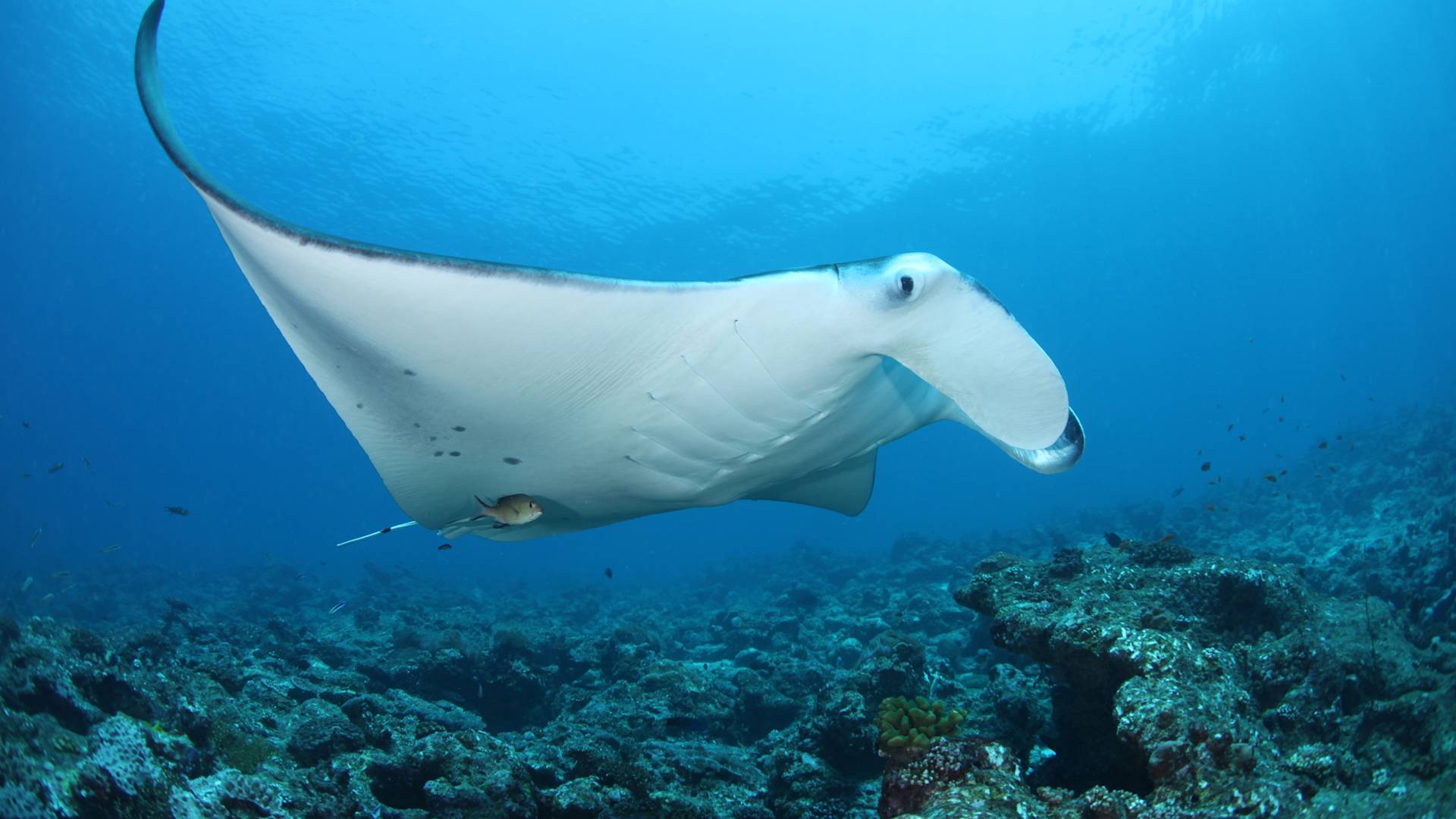 Manta Ray