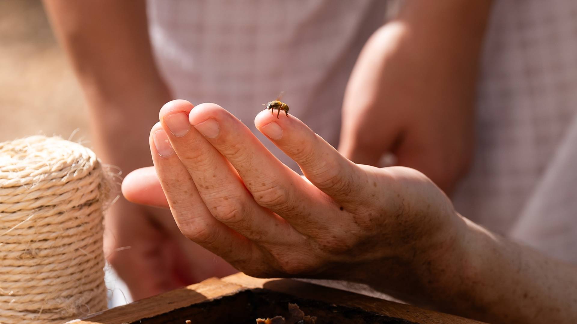 A person holding a bee in a meliponary