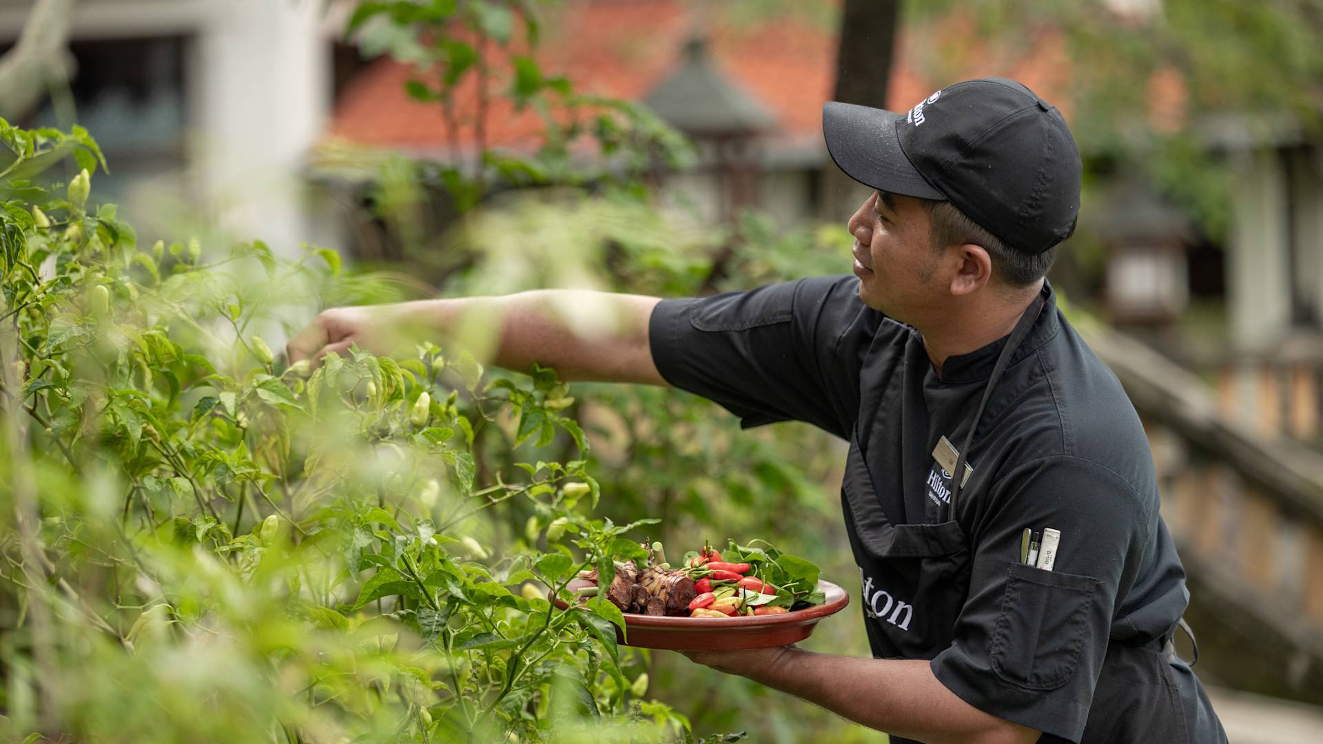 Alternate angle of staff member picking veg from the garden
