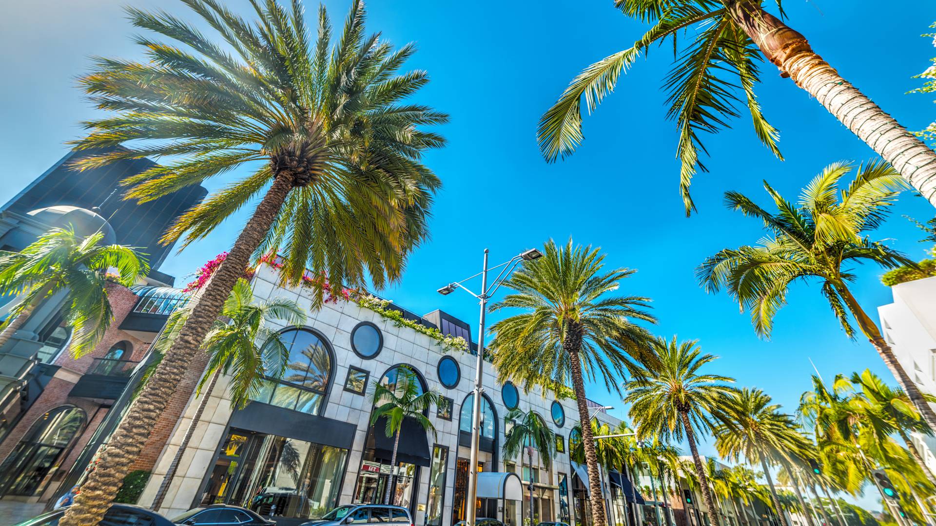 Shot of palm trees camera pointing up