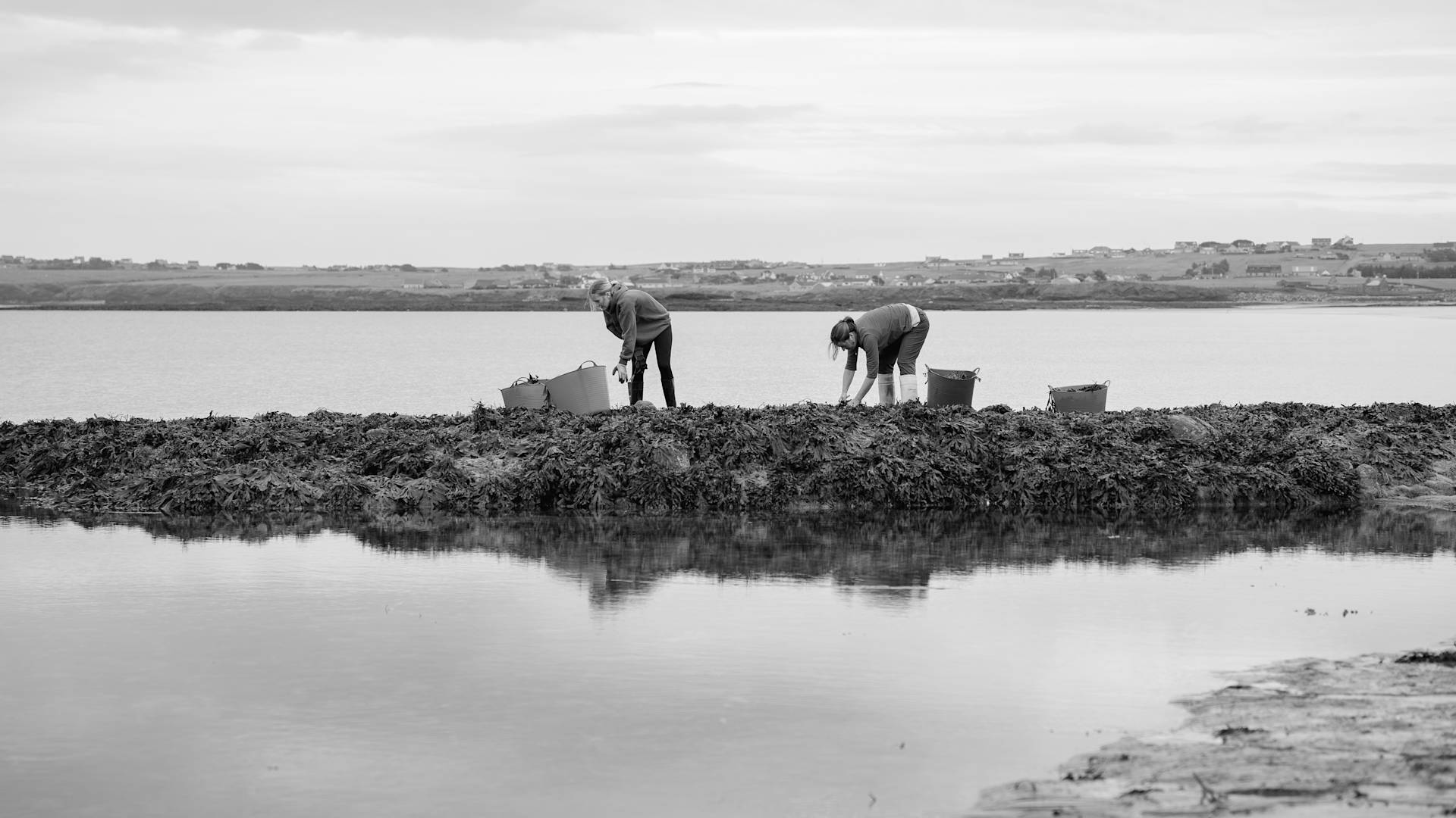 Ishga Spa Image Seaweed and Sea-transition