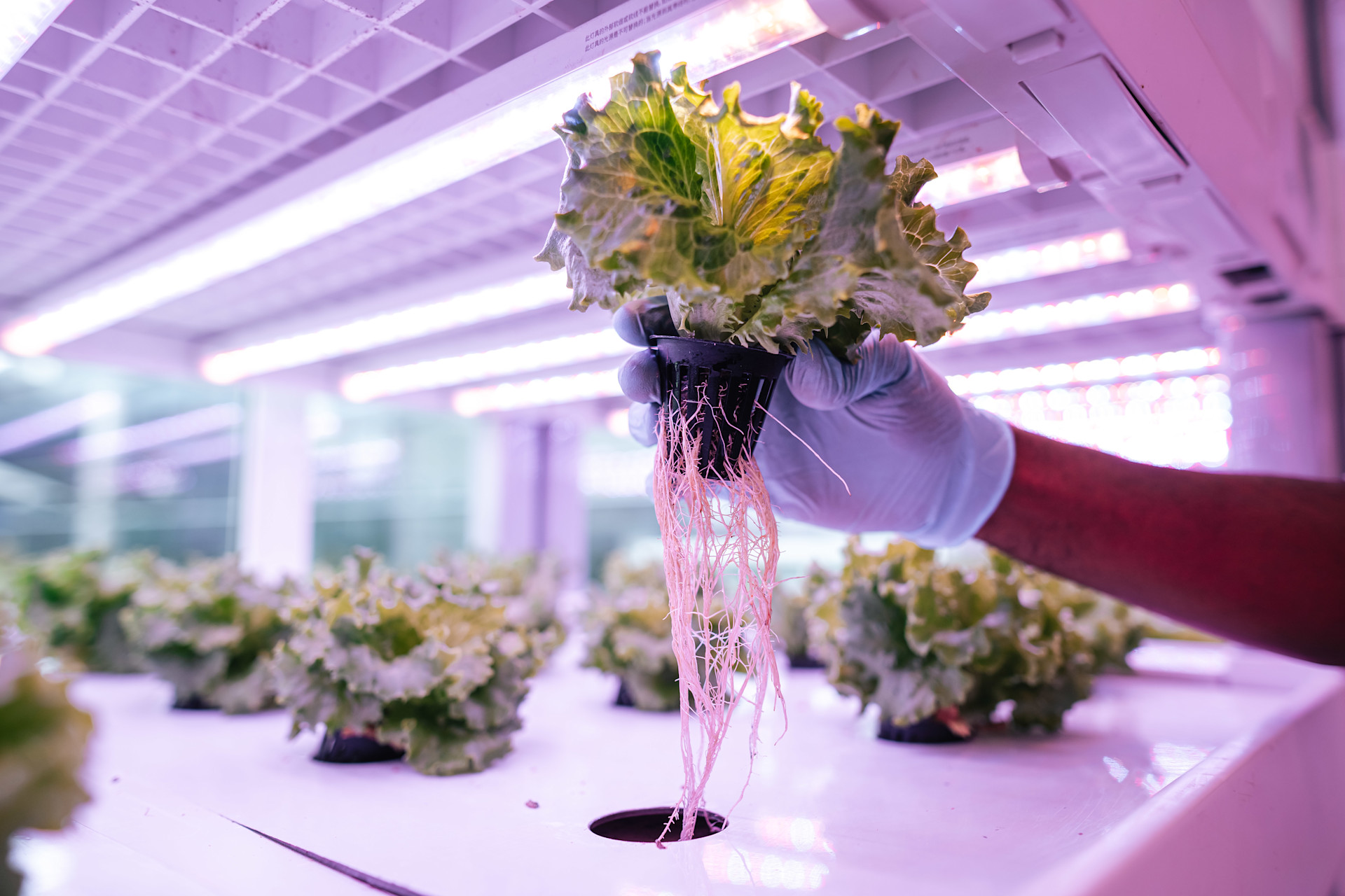 ภาพความยั่งยืนของเดือนรอมฎอนที่มีคนถือช่อดอกไม้อยู่หน้าการจัดงานอีเวนต์