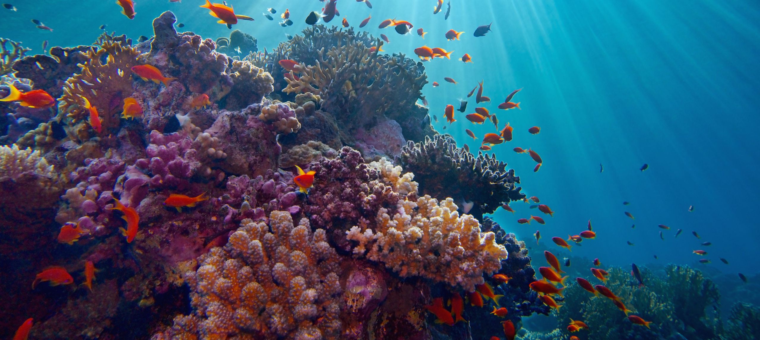 Coral reef surrounded by small fish