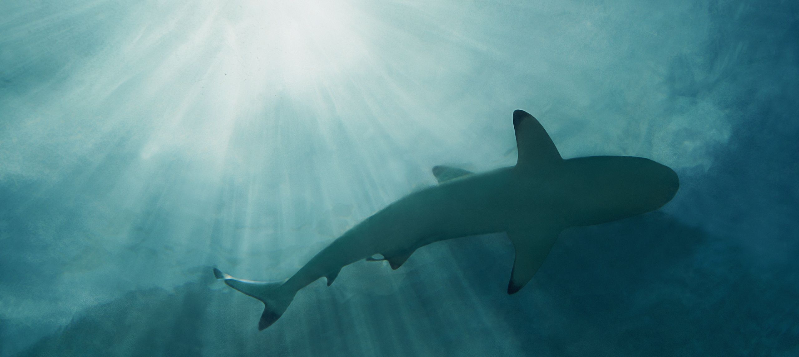 under water view of a shark