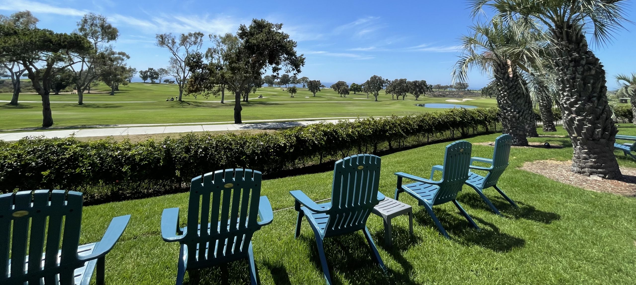 A group of chairs in a row on the grass and some palm trees