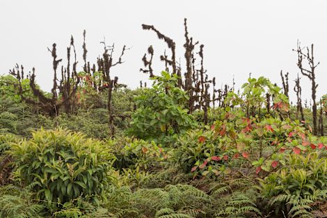 Lush plants growing in the Galapagos