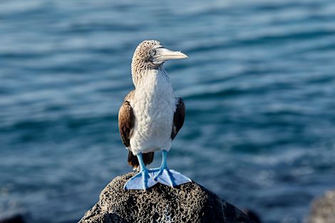 A Blue Footed Booby Bird sitting on a rock by the water