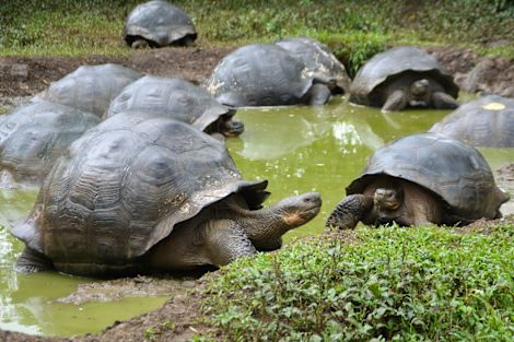 A large group of Galapagos Giant Tortoises keeping cool in the water.