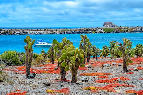 Cacti growing at the waterfront