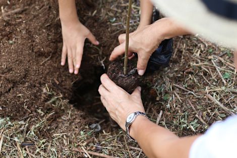 People Planting a Tree