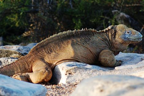 Galapagos Land Iguana