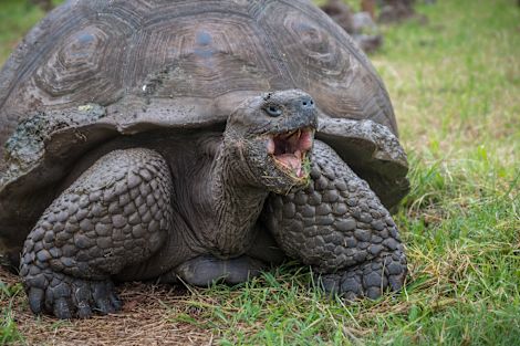 a giant tortoise eating grass