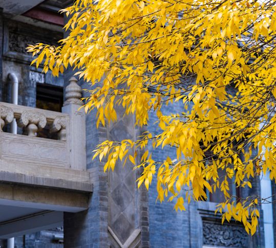Historická budova a jasně žlutý ginkgo strom