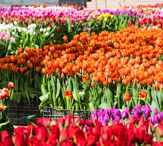 A Large Field with Colorful Tulips